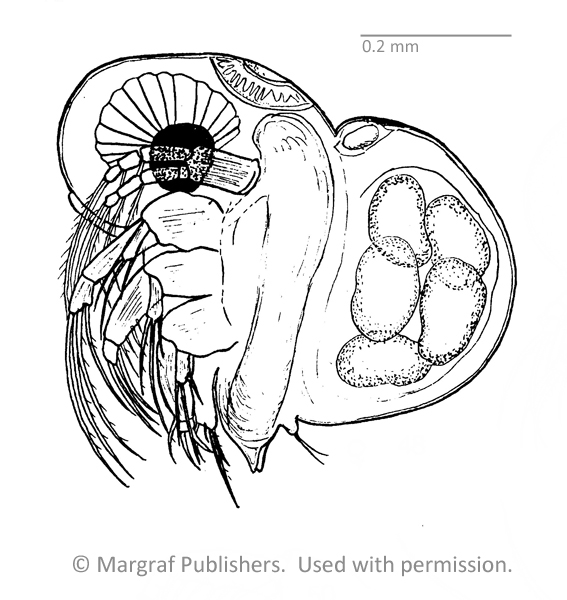 Photo of Pleopis polyphemoides by Ian Gardiner